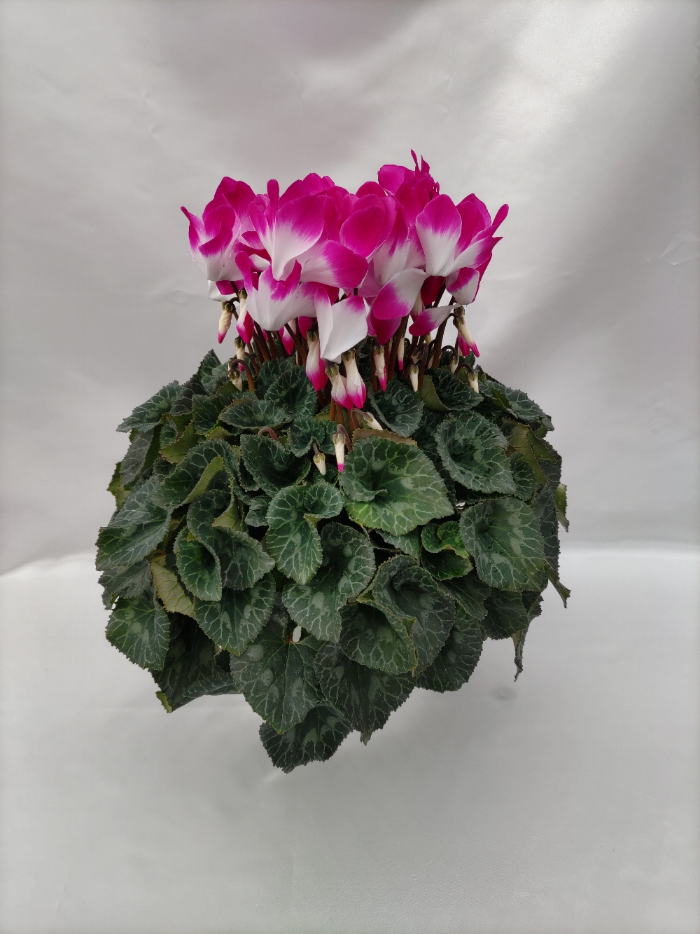 英国シクラメン協会ジャーナル16冊 幻の原種シクラメン ソマレンセ