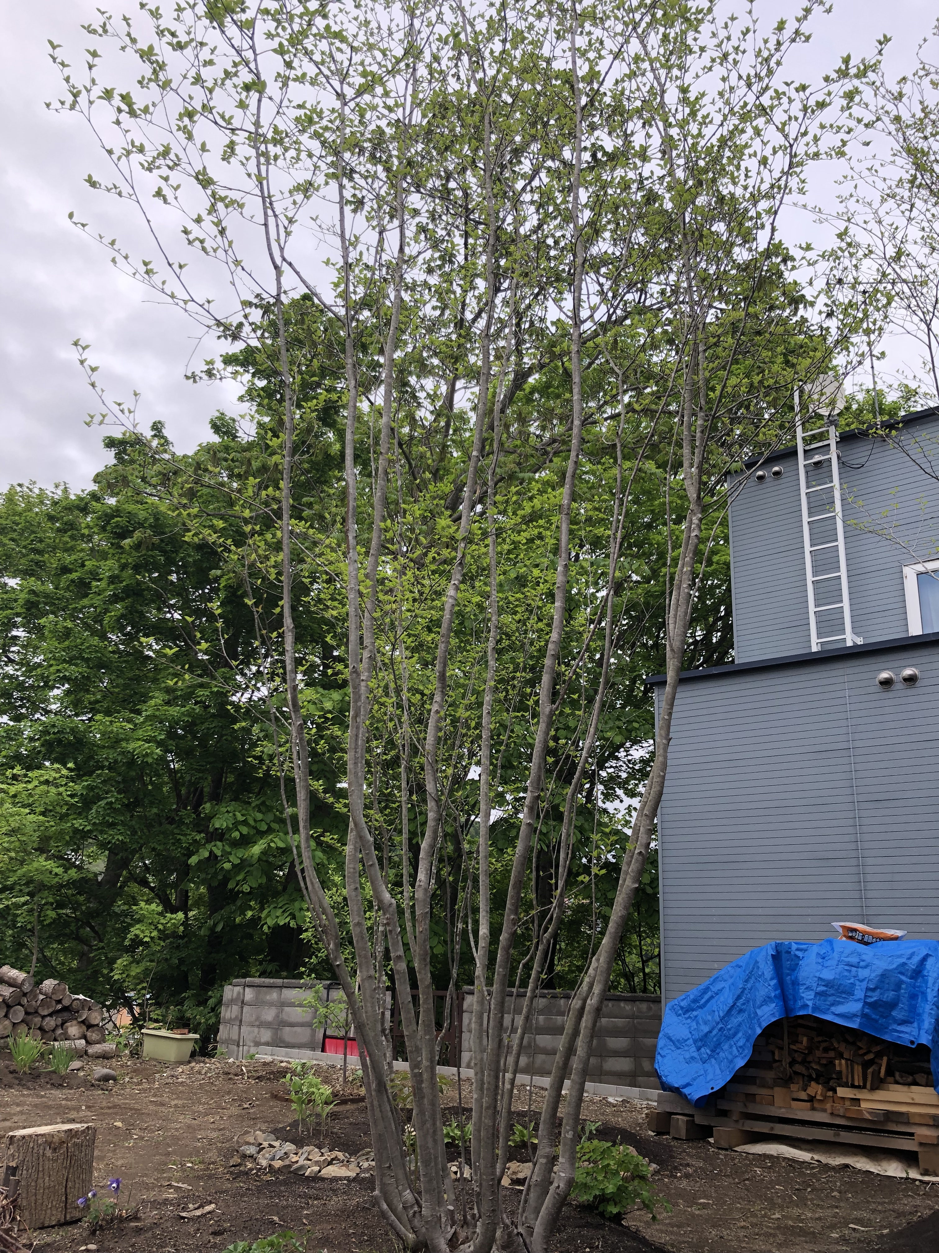 山採り コハウチワカエデ アオダモ 楽天市場】【現品】山採り