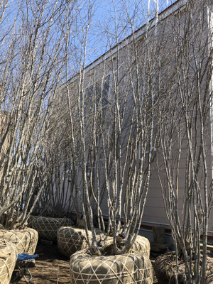 301 山採り アオダモ アオダモ / 301 【公式通販】