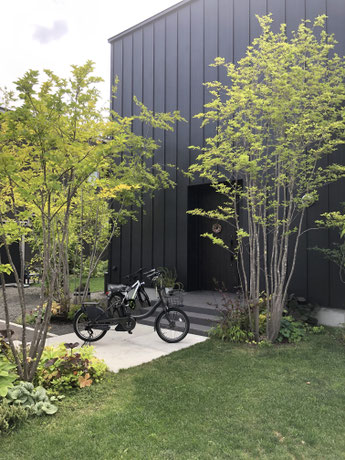 逸品。山採りアオハダ3.2M(鉢底から) 逸品。山採りアオハダ3.2M(鉢底から)