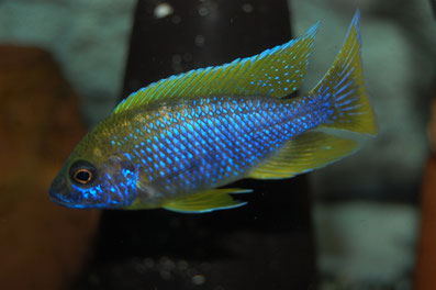 マラウイ シクリッド 洋書 Malawicichliden [6k] マラウイ シクリッド