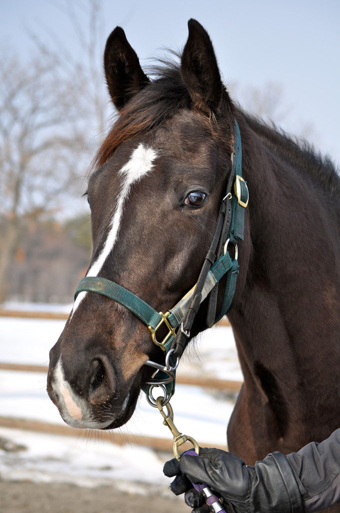オルフェーヴル たてがみ 2015年 オルフェーヴル たてがみ 2015年 2015