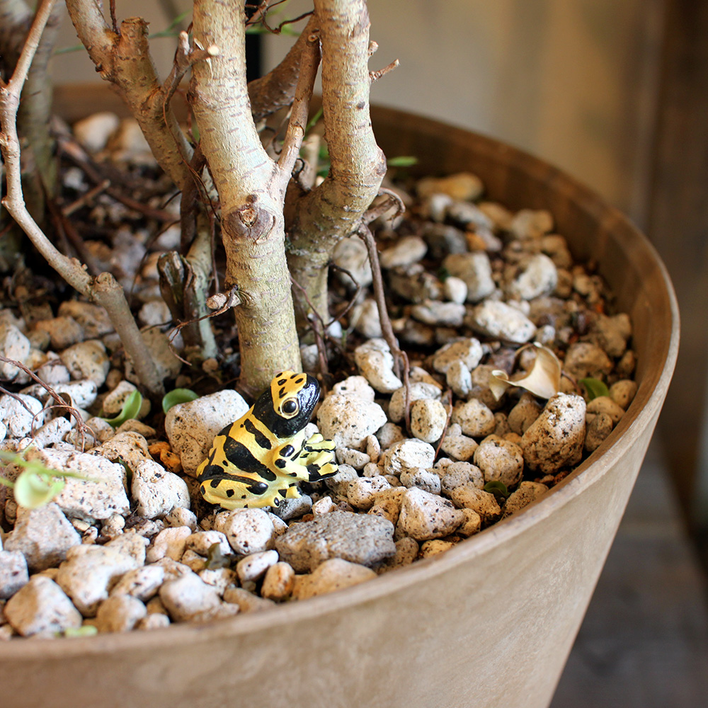 キオビヤドクガエルのリアルな生きもの造形マグネット REPTILES MAG