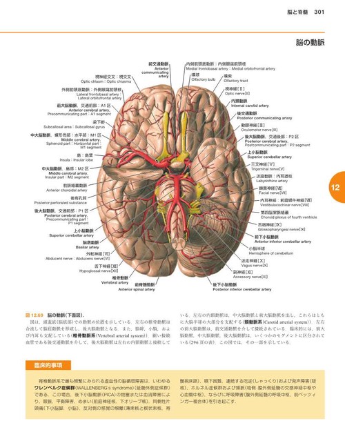 ソボッタ解剖学アトラス 原書24版 第3巻 頭頸部・神経系 – 丸善