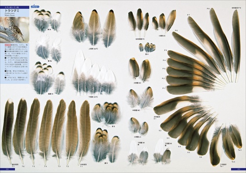 原寸大写真図鑑 羽 増補改訂第2版 – 丸善ジュンク堂書店ネットストア