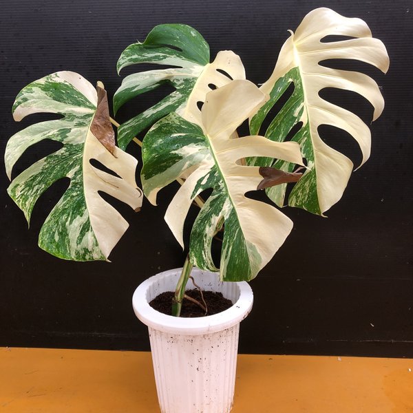 モンステラ ハーフムーン - MIHOEN'S GALLERY | minne byGMOペパボ