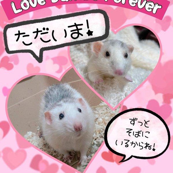 オーダー羊毛フェルト／ファンシーラットのダンボちゃん