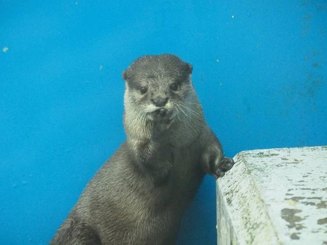 南知多ビーチランドのカワウソ、ラッコ | Otterpedia