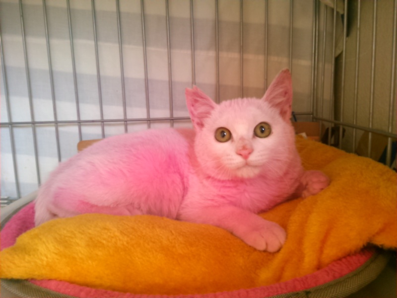 ピンク色のぴんくちゃん」東京都 - 猫の里親募集(66347) 5枚目の画像