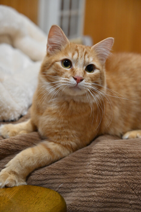 1歳くらいの茶トラくん、」神奈川県 - 猫の里親募集(311586) 3枚目