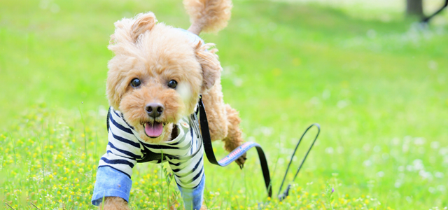 犬に「おいで」と言っても来ない理由は？呼び戻しの教え方を解説