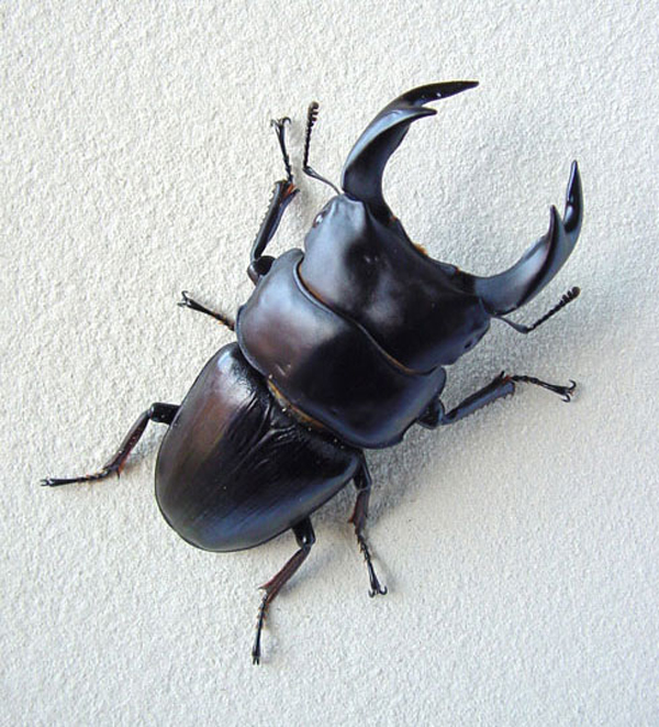 岡山県産オオクワガタの販売 | モンスター