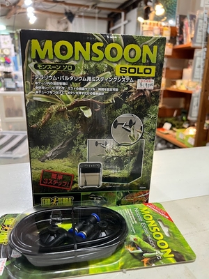 エキゾテラ モンスーン ソロ ワイルドスカイwildsky・カエル専門店