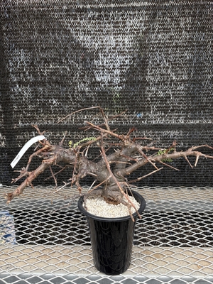 ボスウェリア | X−PLANTS