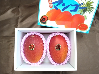 マンゴー | いっちゃが広場