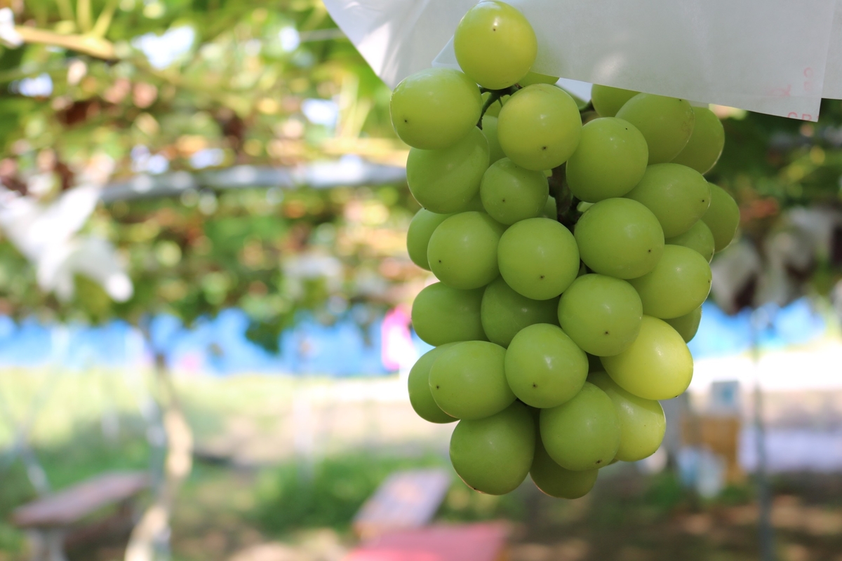 NX-7 いろどりぶどうセット 約3kg | 王将果樹園