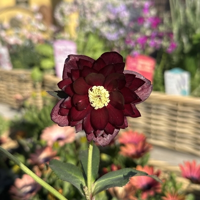 レッドイルミリオン交配 フラッシュ系 加藤農園 クリスマスローズ 同梱