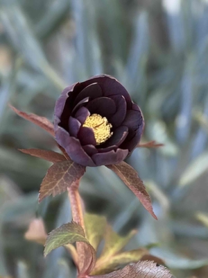 野田園芸さんのクリスマスローズ | グリーンホビー