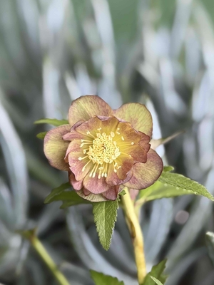 広瀬園芸さんのクリスマスローズ | グリーンホビー