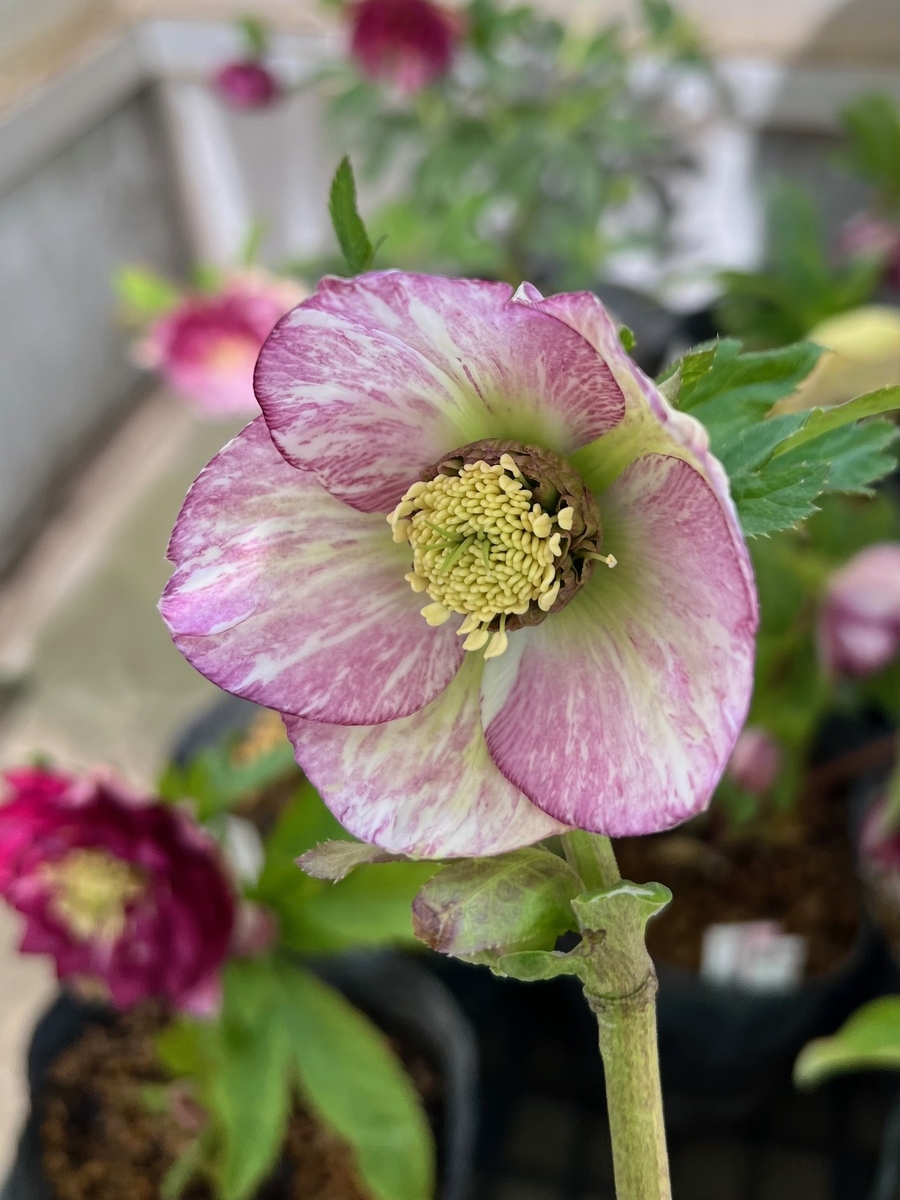 ♡開花中♡クリスマスローズ小輪ホワイト多弁 クリスマスローズ・多弁