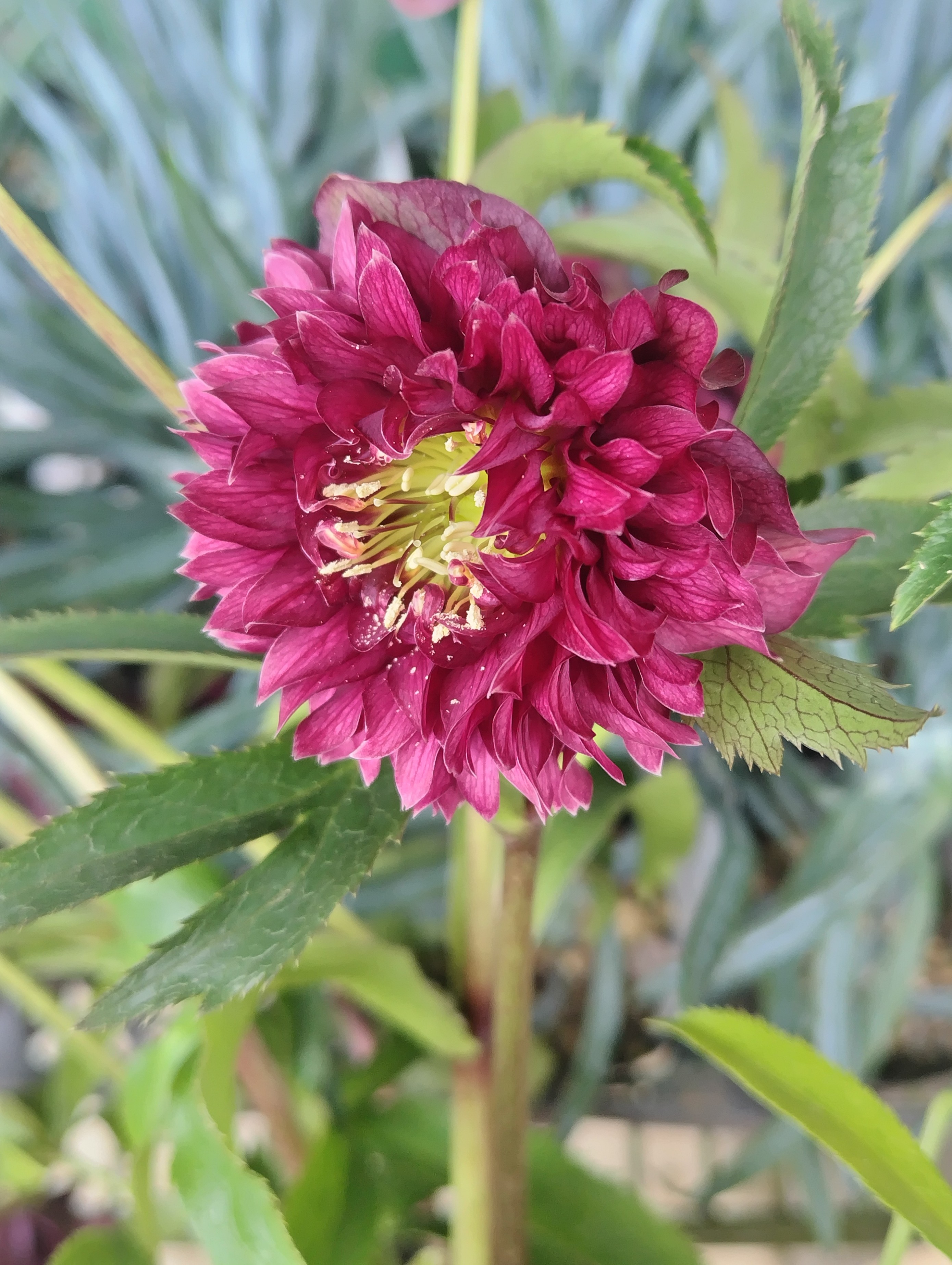 神代植物公園展示株 元親 レッド系クレオパトラ【Hi185】 | グリーンホビー