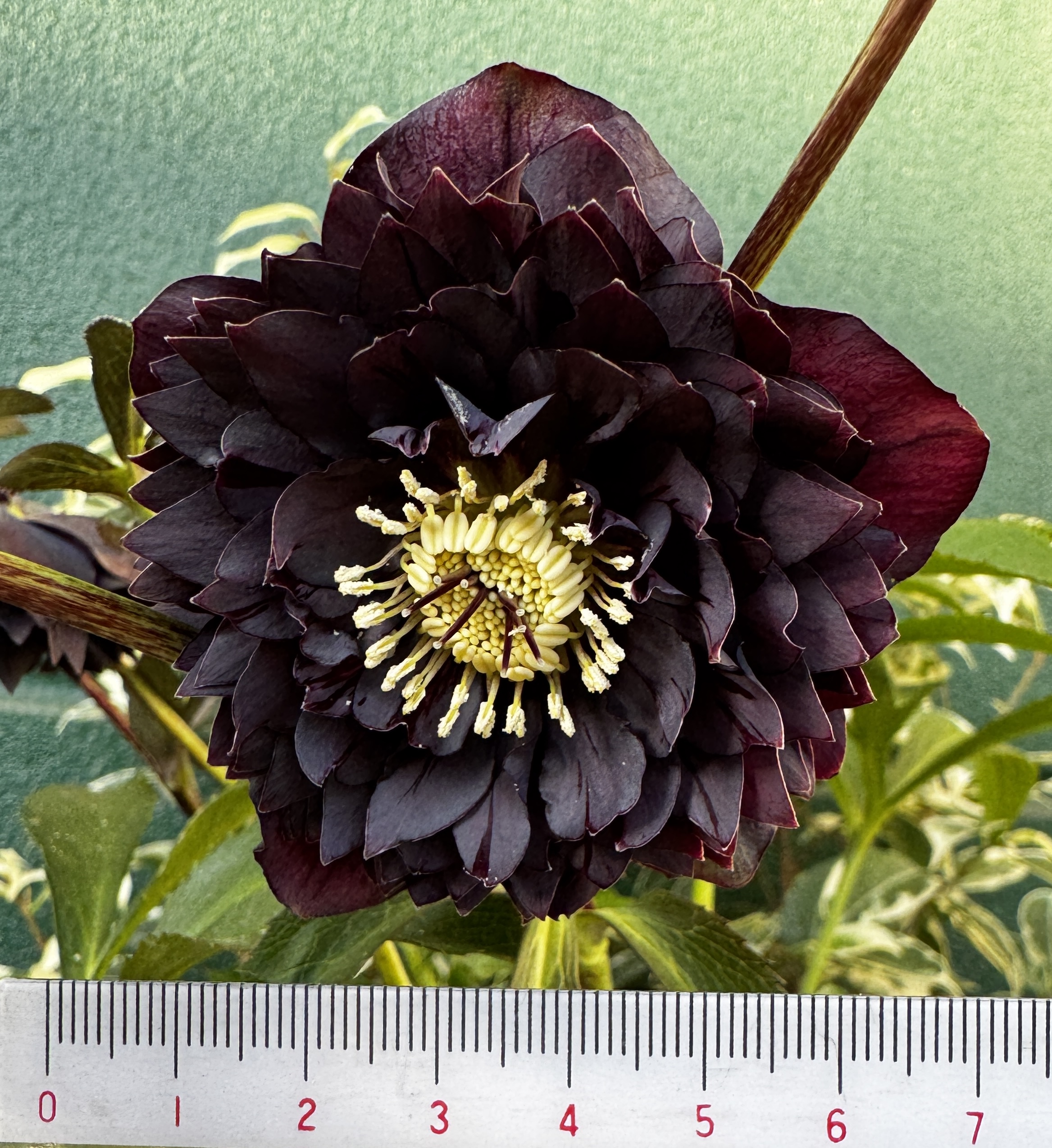 ○8時だよ）【Hi197】クレオパトラ 元親 | グリーンホビー