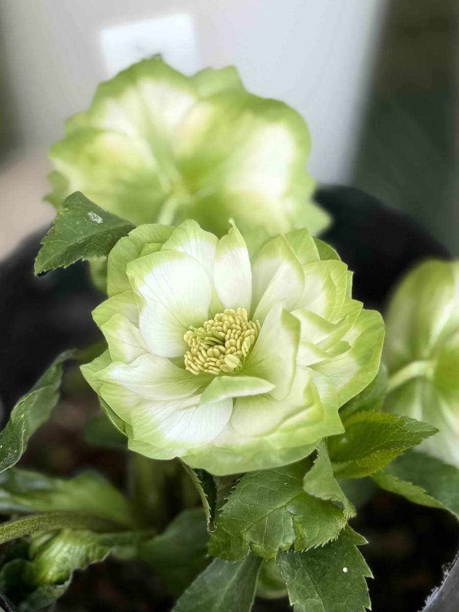 ○8時だよ）利休【So216】 | グリーンホビー