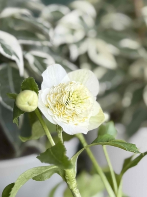 加藤農園さんのクリスマスローズ | グリーンホビー