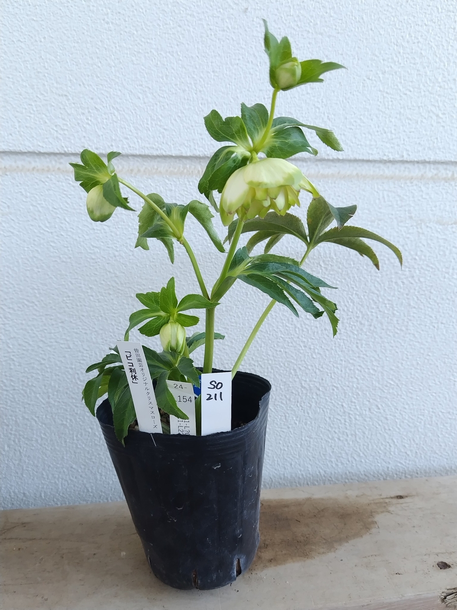 ○8時だよ）ピコ利休【So211】今季人気 | グリーンホビー