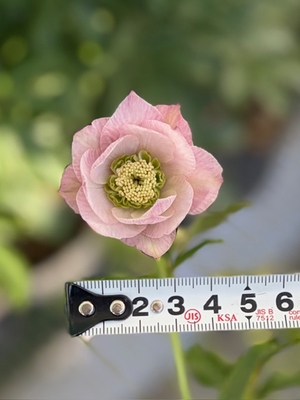 若泉ファームさんのクリスマスローズ | グリーンホビー