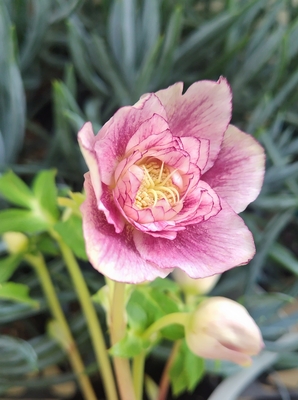 広瀬園芸さんのクリスマスローズ | グリーンホビー