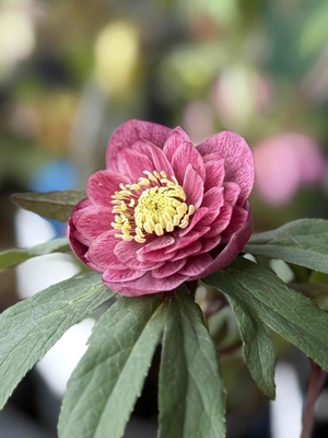 広瀬園芸さんのクリスマスローズ | グリーンホビー