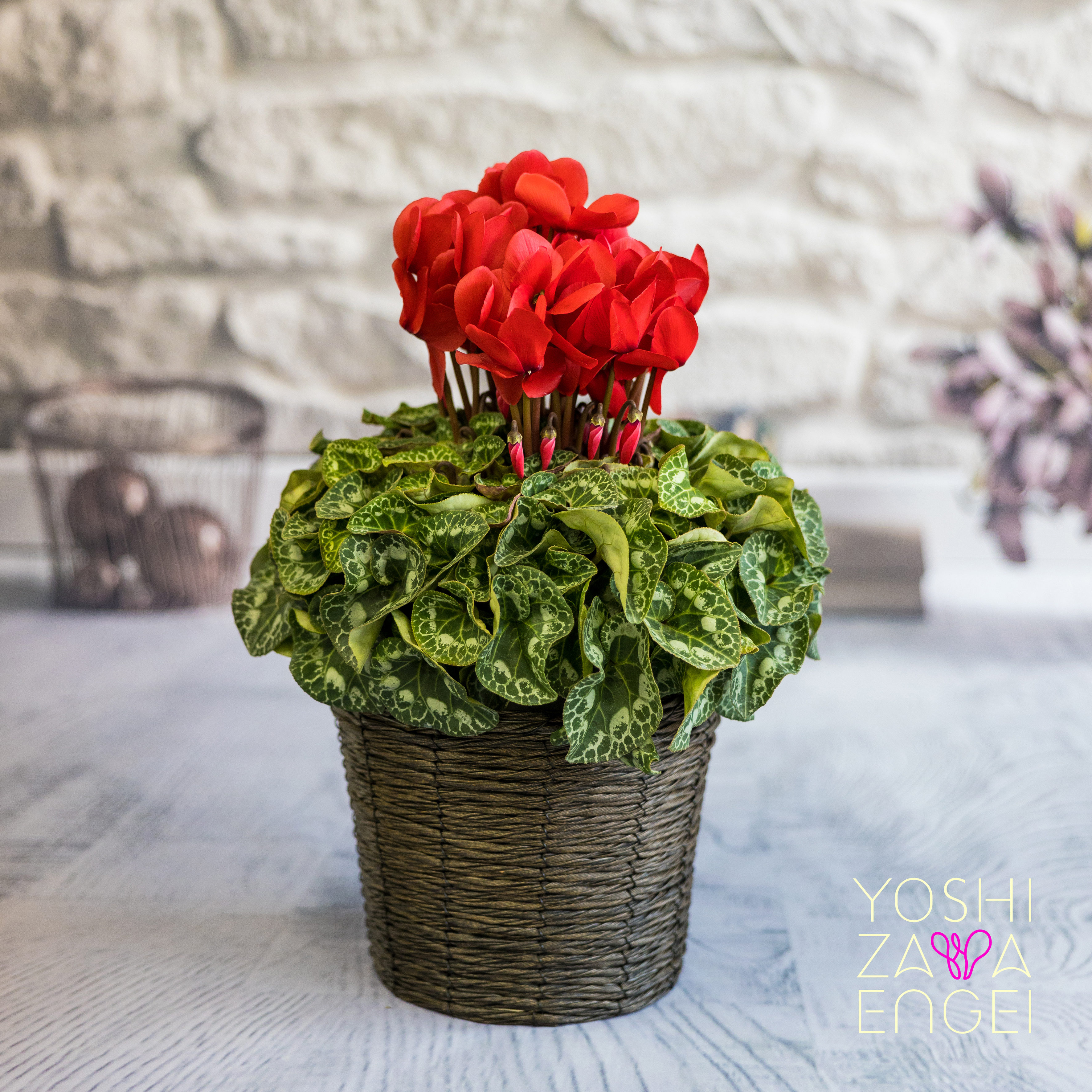 6号 シクラメン ヨハン シュトラウス【標準送料込】 | 吉沢園芸