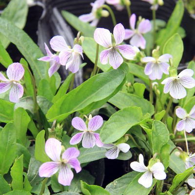 ハマナス（浜梨）苗｜山林樹木・庭木・花木苗｜自然を育てる | 自然生活