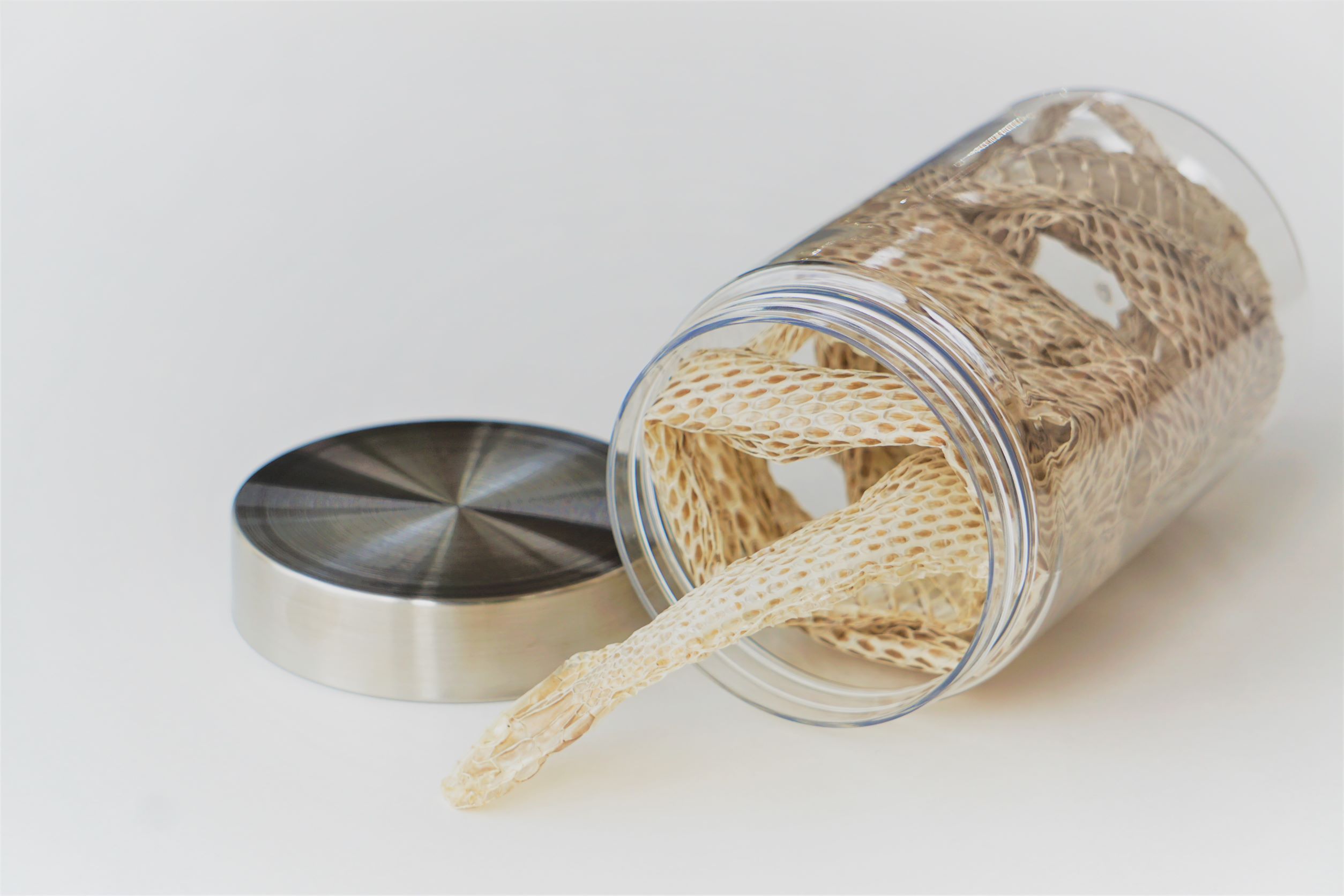 生物園オリジナル】まるまる一本！アオダイショウのぬけがら | 生物園