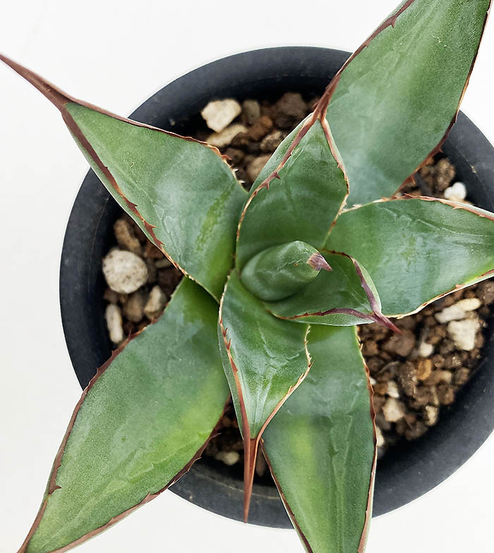 AGB33 アガベ アリゾニカ 丸葉 アガベ アリゾニカ | ネットショップ