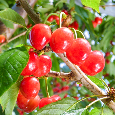 予約販売】さくらんぼ 佐藤錦 1kg【サイズ L】 （JA南アルプス市