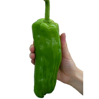 ピーマン苗 【 ジャンボピーマン 】 4本セット (予約販売) | 農業屋.com