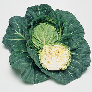 キャベツ苗 春どりあまうま ゆいな 6本セット【予約販売】 | 農業屋.com