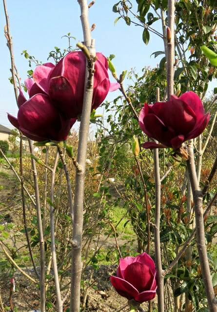 楽天市場】モクレン ジェニー 苗木 6号 ポット植え(z00-2) : 千草園芸