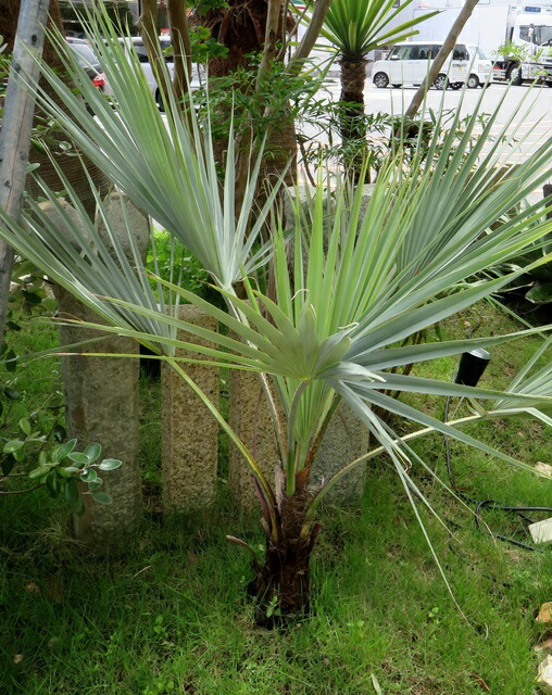 楽天市場】【現品発送】ブラヘア アルマータ 13号鉢植え 苗木 : 千草園芸