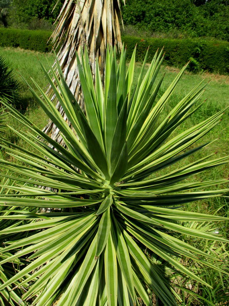 楽天市場】ユッカ アロイフォリア バリエガータ（斑入り） 5号ポット