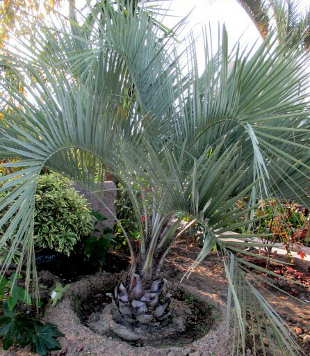 楽天市場】【現品発送】ココスヤシ 大株 根巻き 苗木【Q】13 : 千草園芸