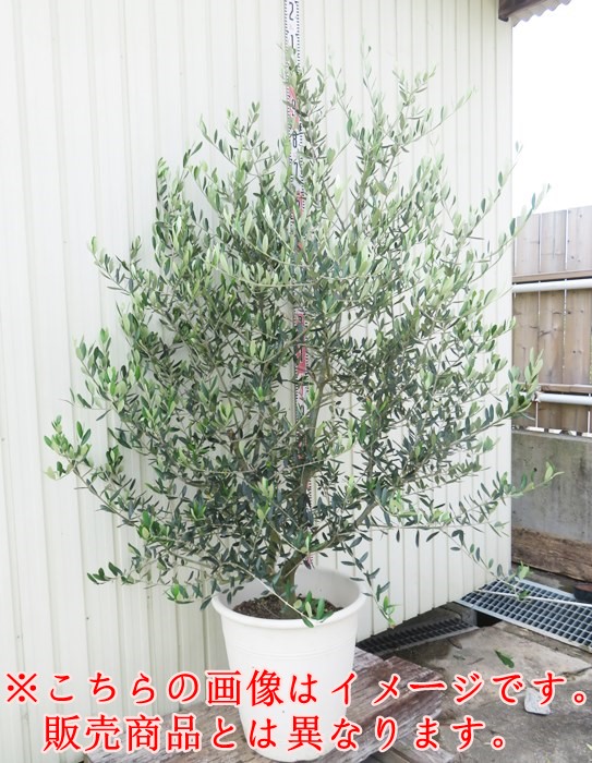 楽天市場】【現品】オリーブの木 シプレシーノ 苗木 樹高1.5m F118