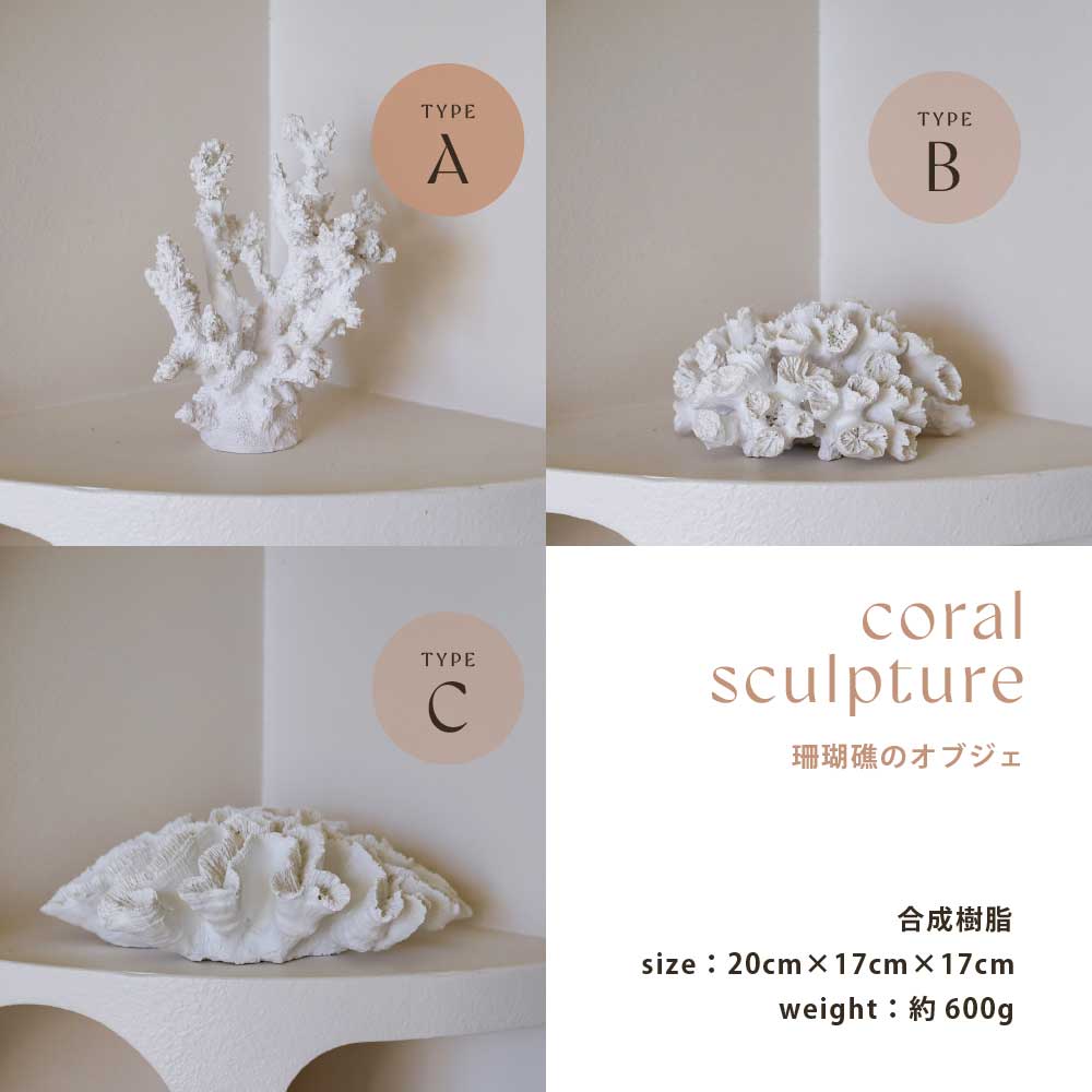 楽天市場】【限定入荷】Coast to Coast オーストラリア直輸入 サンゴ