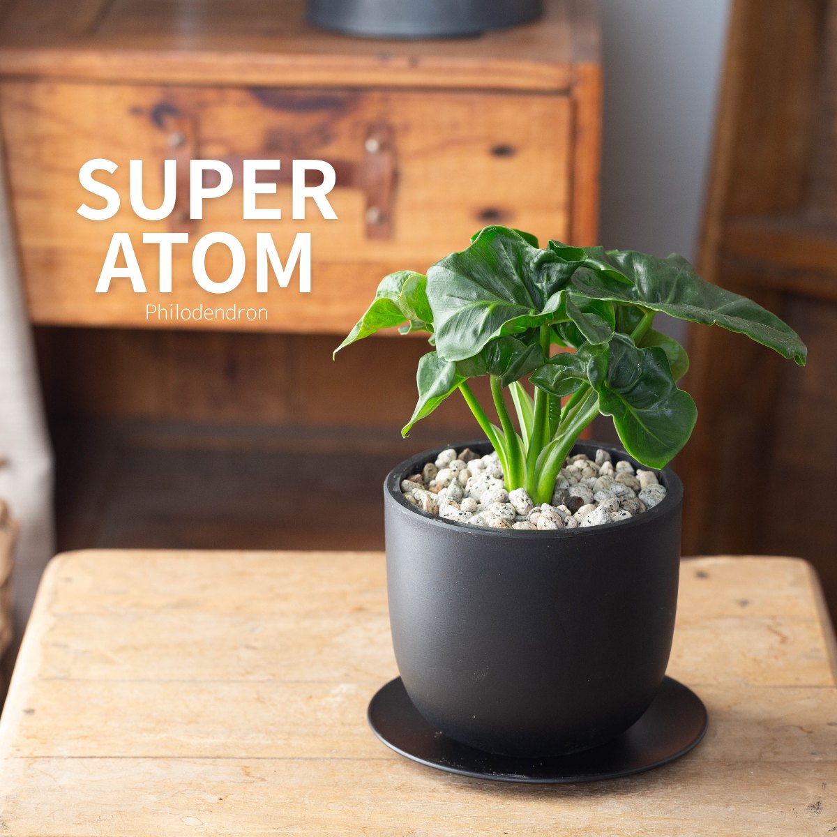 フィロデンドロン・スーパーアトム（育て方付き）｜コンパクトに育つ