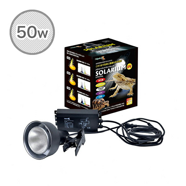 楽天市場】SOLAR RAPTOR HIDランプ 35W ソーラーラプター ソーラー