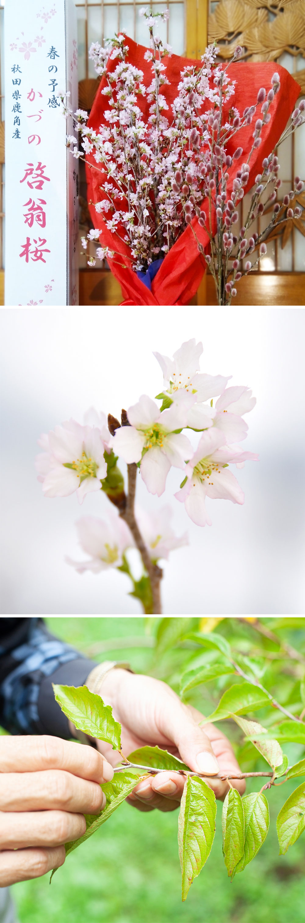 楽天市場】【ふるさと納税】 啓翁桜とピンクネコヤナギセット ( 60