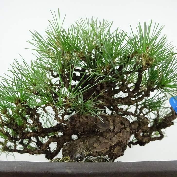 楽天市場】盆栽 松 黒松 樹高 約25cm くろまつ 高級盆栽 Pinus