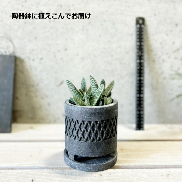 楽天市場】多肉植物【ガステリア属】ガステリア3.5号セメント鉢